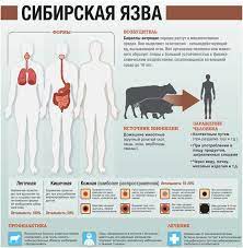 Сибирская язва - особо опасное заболевание