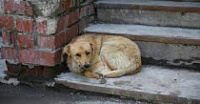 Опрос на тему оценки ситуации с бездомными животными в муниципальном образовании Советский район